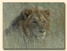 Lion seen on a Safari in the Kruger National Park
